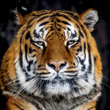 161彩票 手机客户端